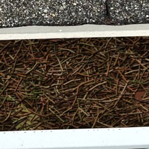 Fir needles and leaf litter in a gutter